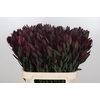 Leucadendron Saf Sunset Dark R.