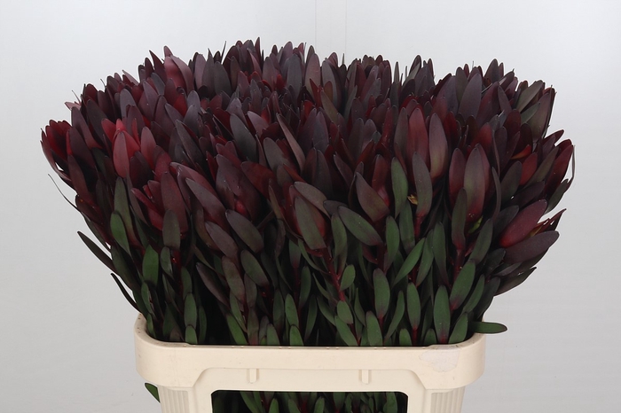 Leucadendron Saf Sunset Dark R.