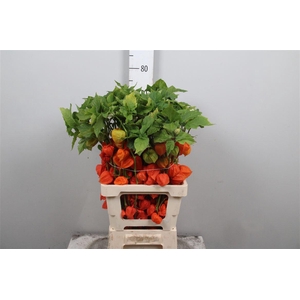 Physalis Lampion Tak