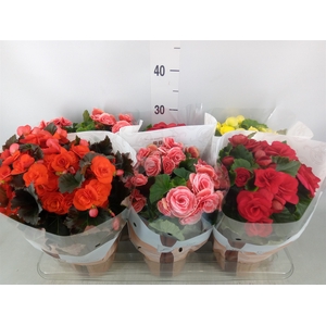 Begonia elat. DU   ...mix