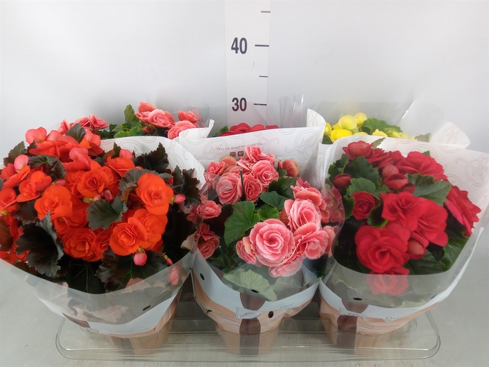 <h4>Begonia elat. DU   ...mix</h4>