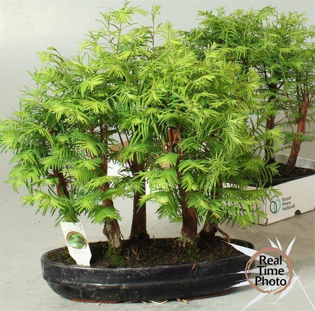 <h4>Bonsai Tasty mix</h4>