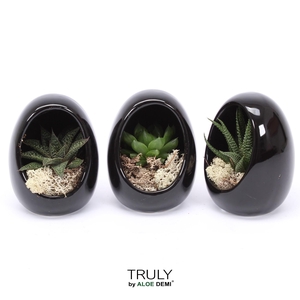 TRULY Haworthia, Gasteria, Egg Black