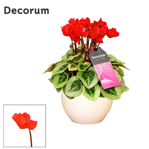 <h4>Cyclamen SS Picasso Rood in Melanie</h4>