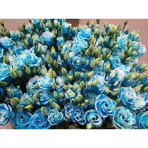 Eust G Rosi G Licht Blauw