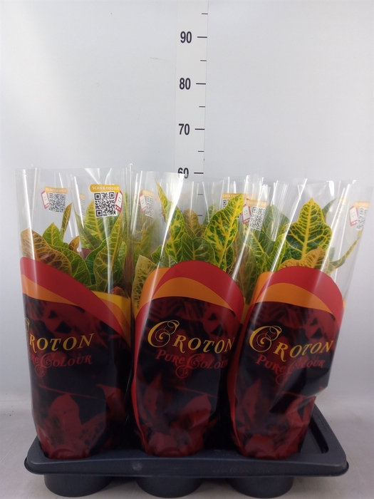 <h4>Codiaeum var. GR 'Excellent'</h4>