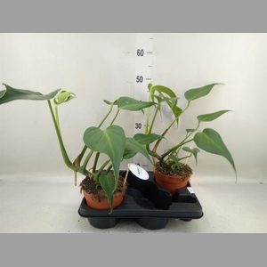 Monstera   ...
