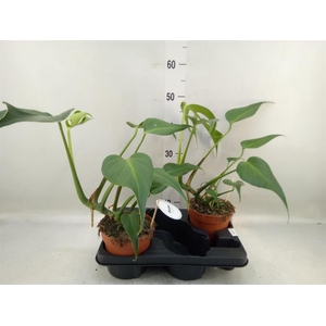 Monstera   ...