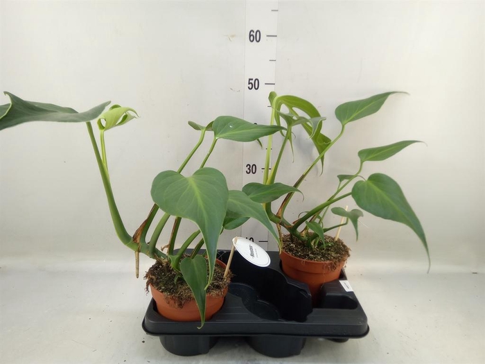 <h4>Monstera   ...</h4>