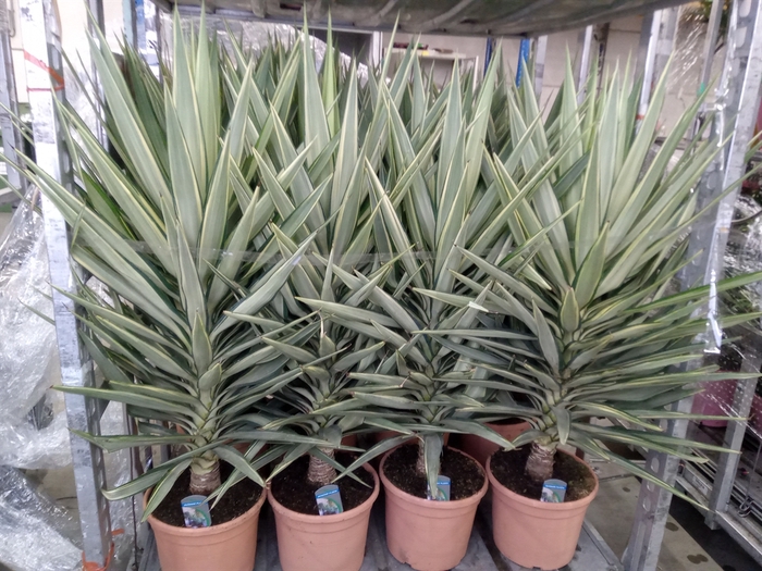 <h4>Yucca elephantipes 'Jewel'</h4>