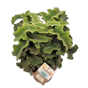 KALANCHOE OV
