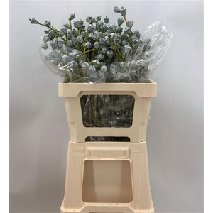 Euca Globulus Gr 300