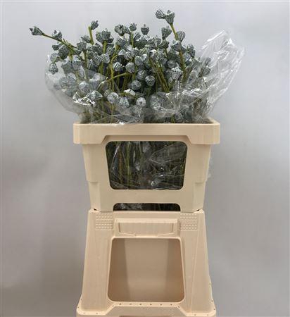 <h4>Euca Globulus Gr 300</h4>