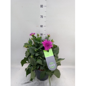 Dahlia DE 'XXL Aztec'   ...patio
