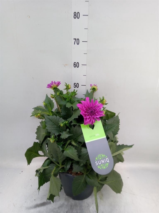 <h4>Dahlia DE 'XXL Aztec'   ...patio</h4>