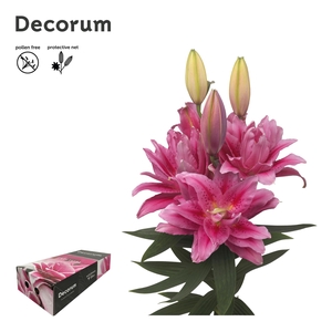 LI ROSELILY VIOLA 4+ Medium Decorum Box