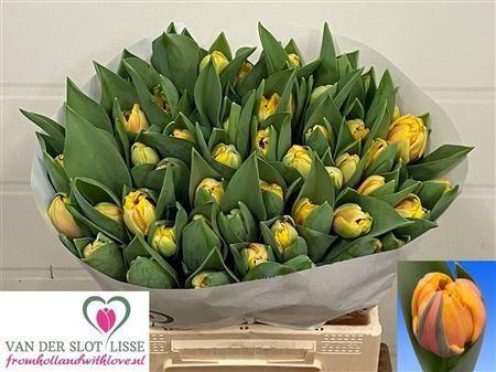 <h4>TU DU VOLTAGE</h4>