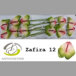 ANTH A ZAFIRA