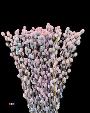<h4>Salix Pussy Willow Bubblegum</h4>