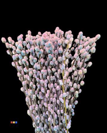 <h4>Salix Pussy Willow Bubblegum</h4>