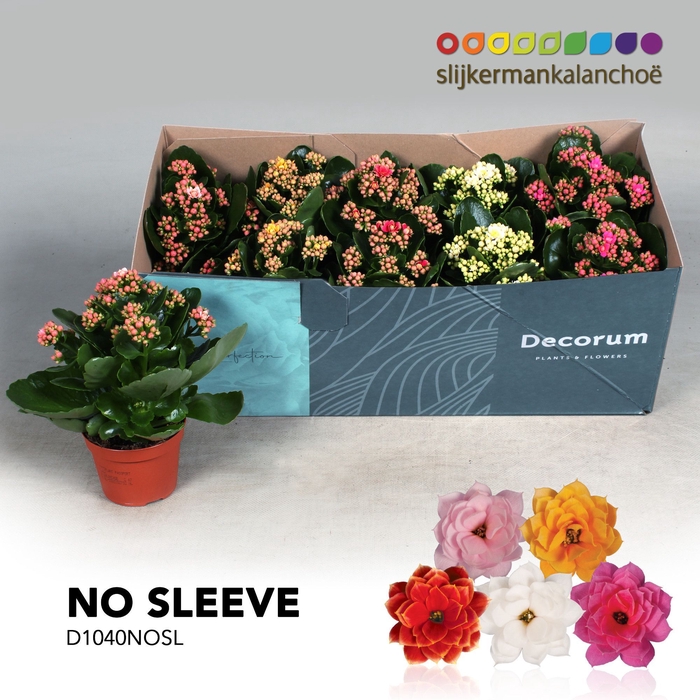 <h4>Kalanchoë No Sleeve - Serenity mix</h4>