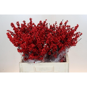 Ilex Rood
