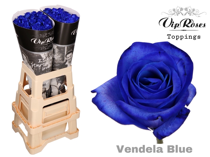 <h4>R Gr Vip Vendela Blue</h4>