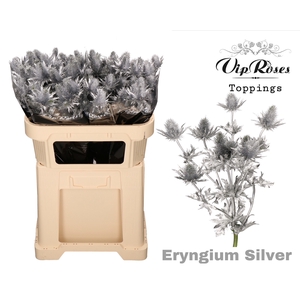 ERYNGIUM SUPERNOVA SILVER 60cm