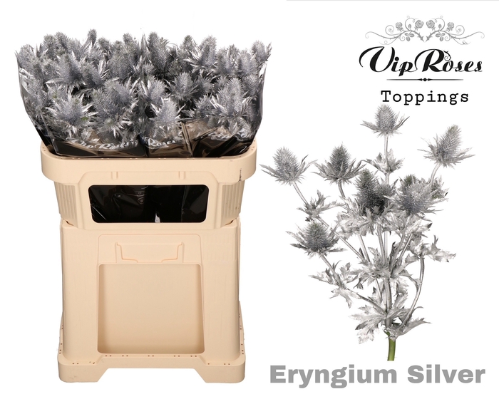 <h4>ERYNGIUM SUPERNOVA SILVER 60cm</h4>