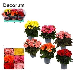 Begonia Mix
