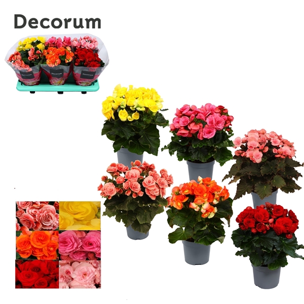 <h4>Begonia Mix</h4>