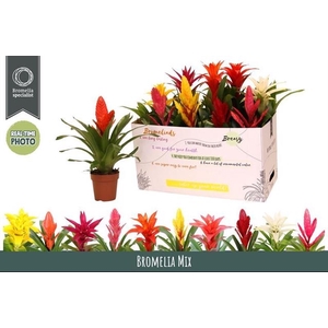 BROMELIA GEM 6 SRT