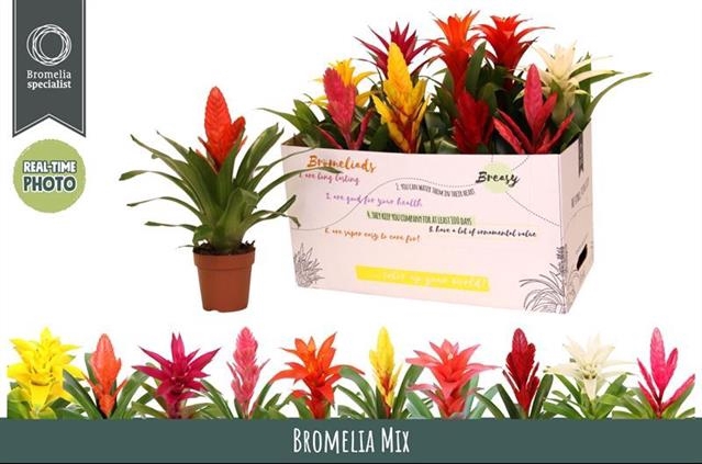 BROMELIA GEM 6 SRT