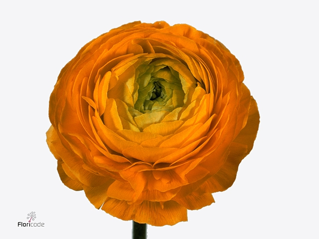 RAN RA INR DONK GEEL