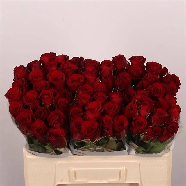 <h4>R GR RED BENTLEY</h4>