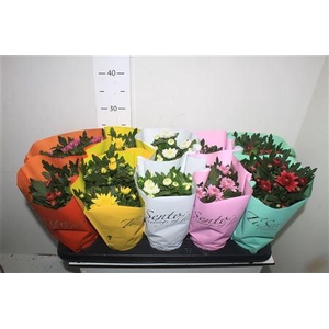 Chrys Gr Bm Sosi Gem