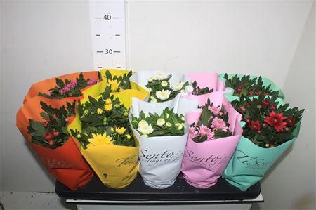 <h4>Chrys Gr Bm Sosi Gem</h4>