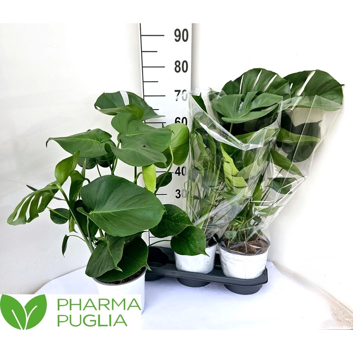 <h4>MONSTERA DELICIOSA</h4>