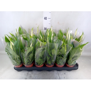 Spathiphyllum  'Chopin'