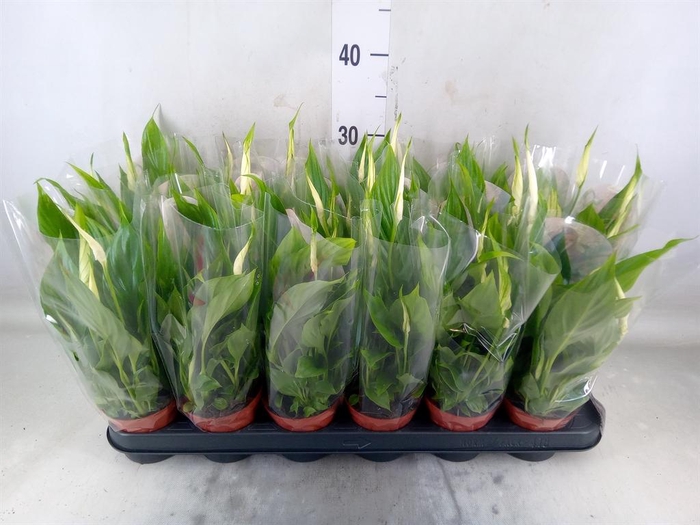 <h4>Spathiphyllum  'Chopin'</h4>