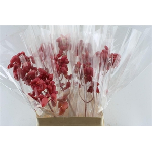 Kal Adans Apple Kids