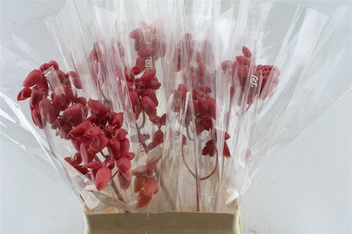 <h4>Kal Adans Apple Kids</h4>