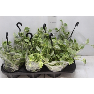 PEPEROMIA SCANDENS C13