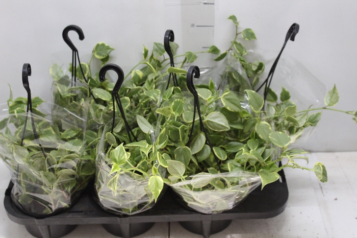 <h4>PEPEROMIA SCANDENS C13</h4>