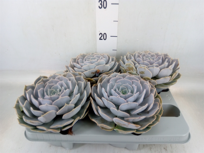 <h4>Echeveria  'Pollux'</h4>