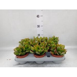 Crassula ovata 'Sunset'