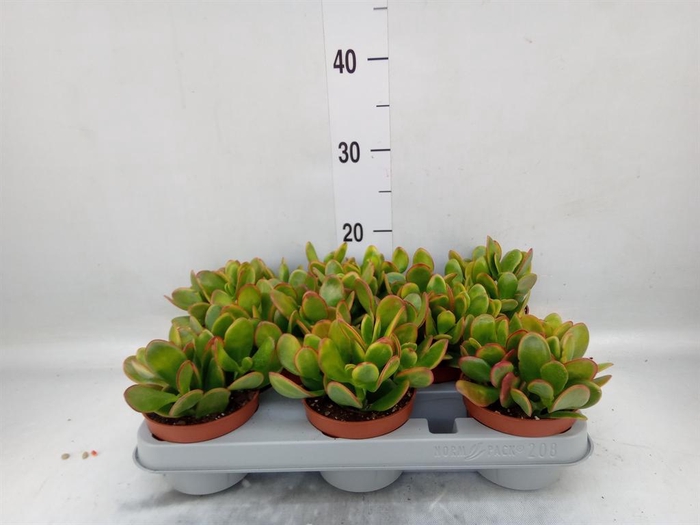 <h4>Crassula ovata 'Sunset'</h4>