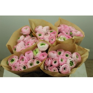 Ran Cloni Ex Confetto San Mauro