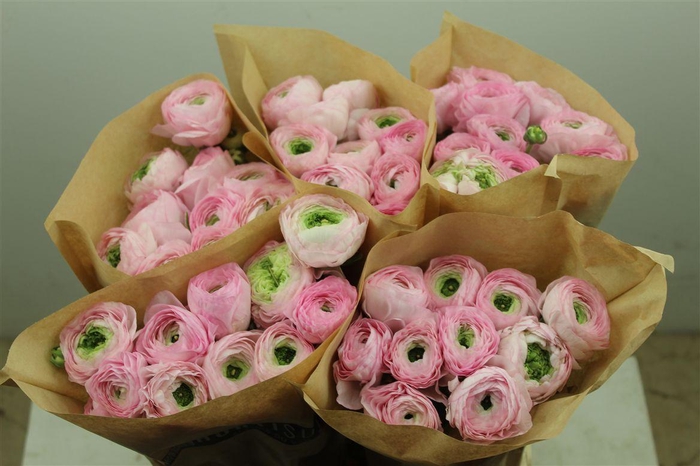 <h4>Ran Cloni Ex Confetto San Mauro</h4>