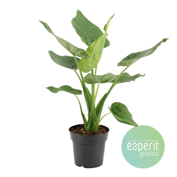 <h4>Alocasia cucullata</h4>